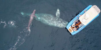 Unikátní podívaná. Velryba porodila přímo u lodě s turisty, experti neskrývají úžas