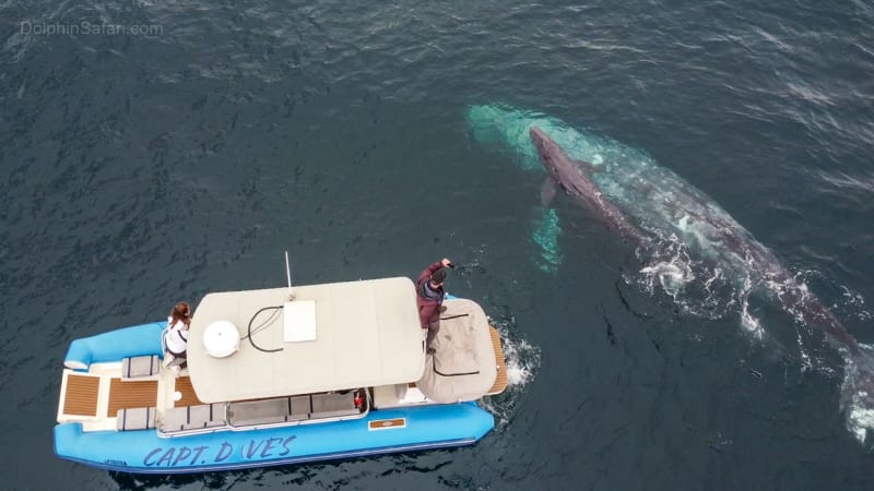 Velryba přivedla na svět mládě přímo u lodi s překvapenými turisty