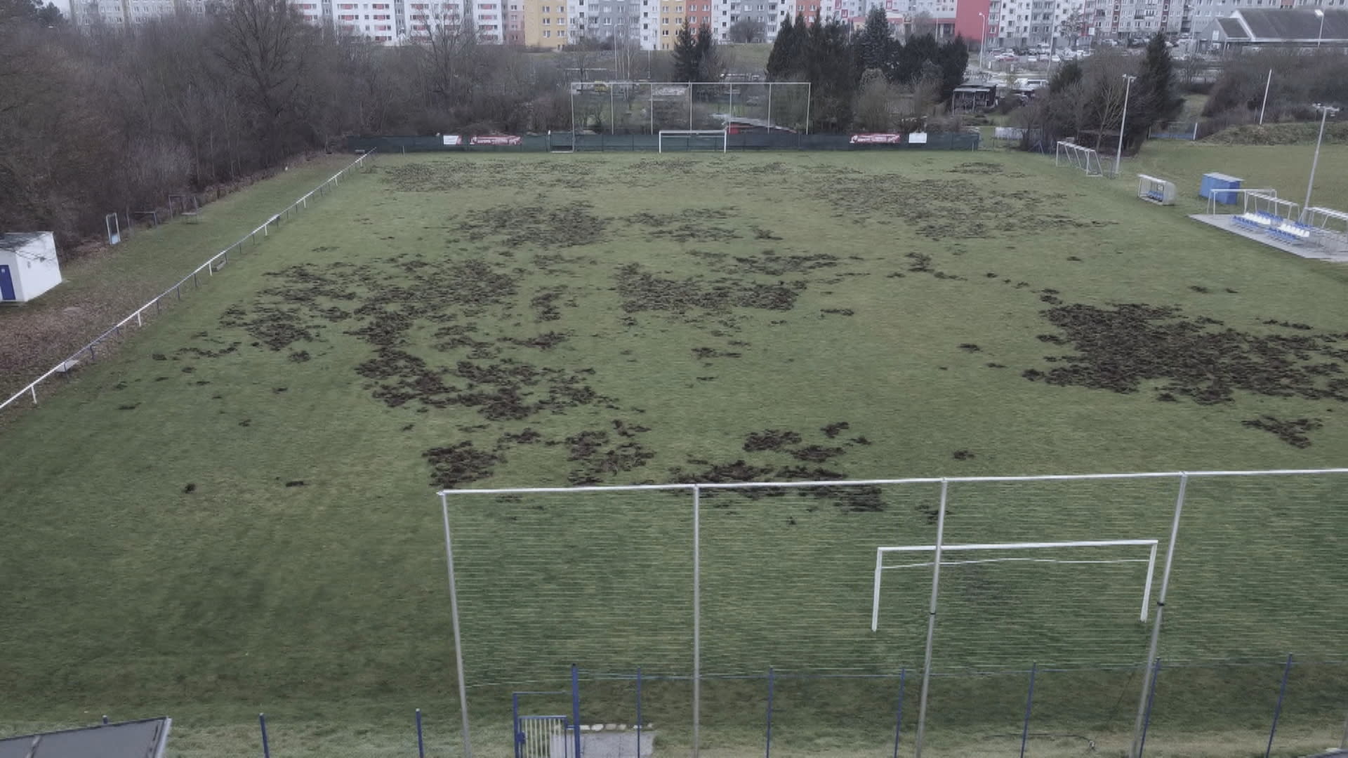 Z fotbalového hřiště v Plzni se kvůli divočákům stalo spíše rozorané pole.