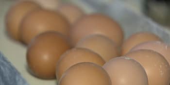 Zlikvidované chovy poženou cenu vajec vzhůru. Jedno může stát i 10 korun, varuje Kovanda
