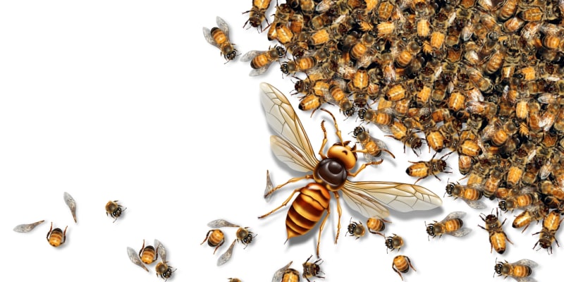 Sršeň asijská je agresivní zabiják včel