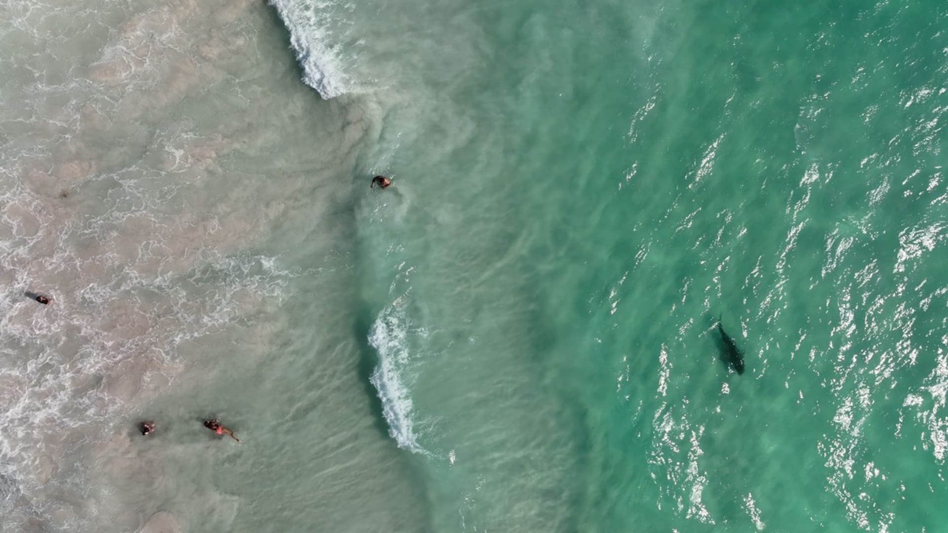 Žralok na Mullaloo Beach v Austrálii