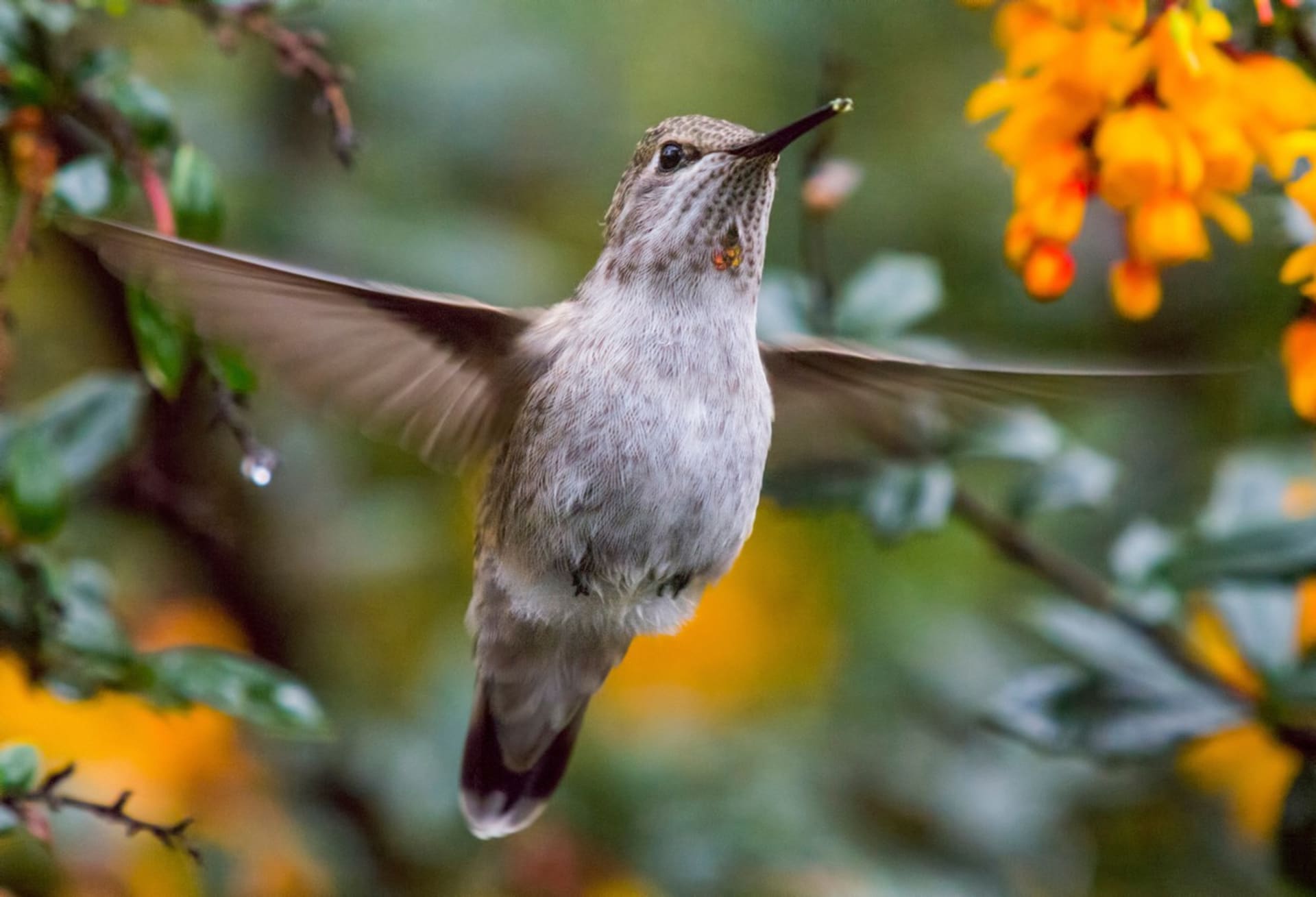 Kolibřík mávne křídly až 90x za vteřinu