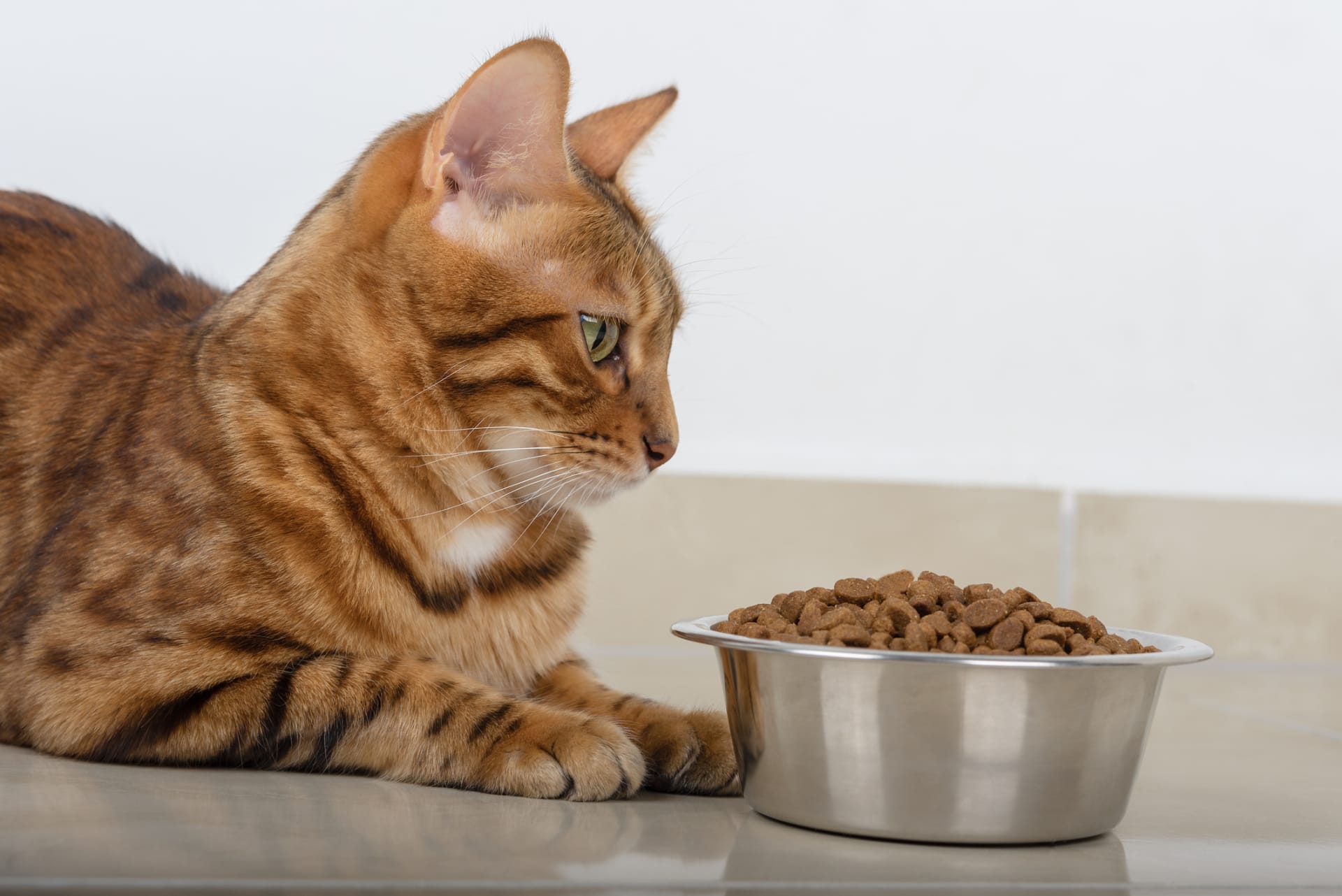 Bengálská kočka u misky s granulemi