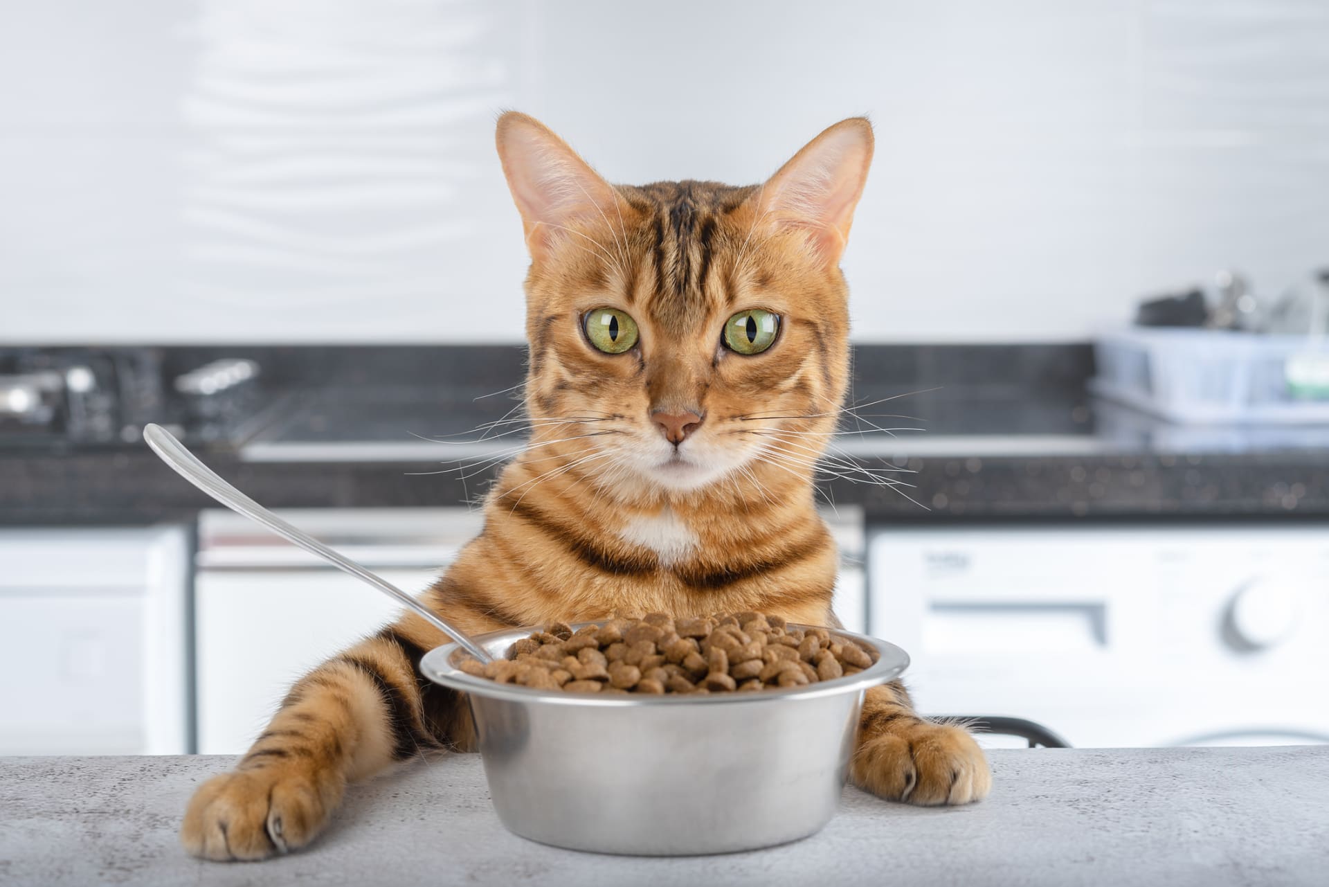 Máte doma věčného hladovce nebo vybíravou kočičku?