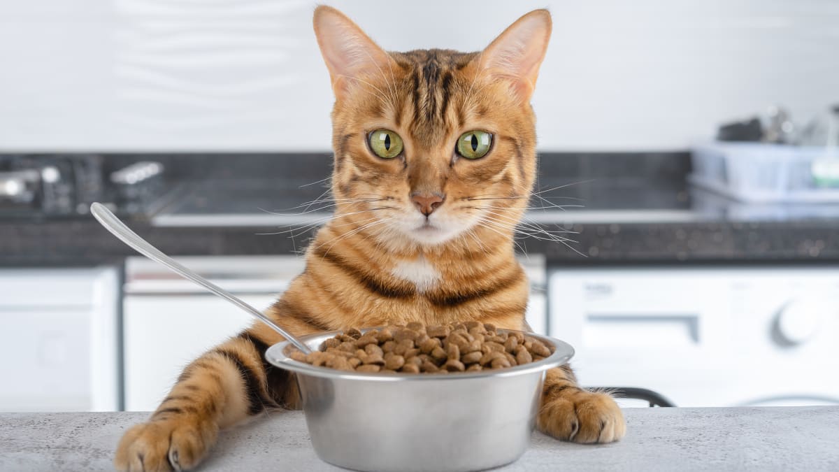 Máte doma věčného hladovce nebo vybíravou kočičku?