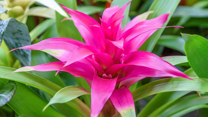 Guzmania: Samotné květy jsou nenápadné, ale listeny kolem jsou od světle červené přes výrazně červené až tmavě fialové.