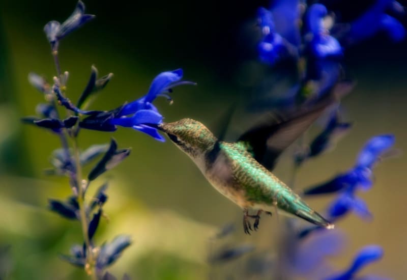 Své hnízdo skrývá kolibřík ve větvích