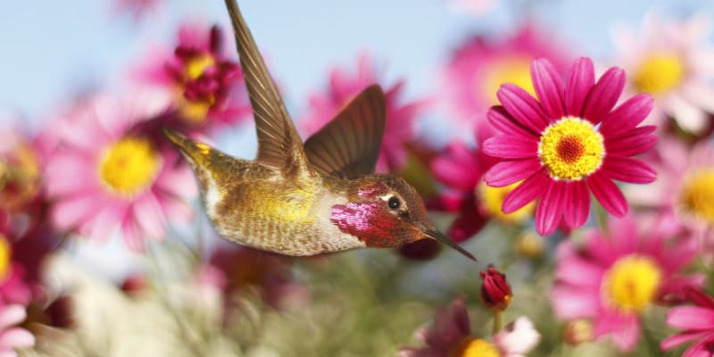 Kolibřík v letu