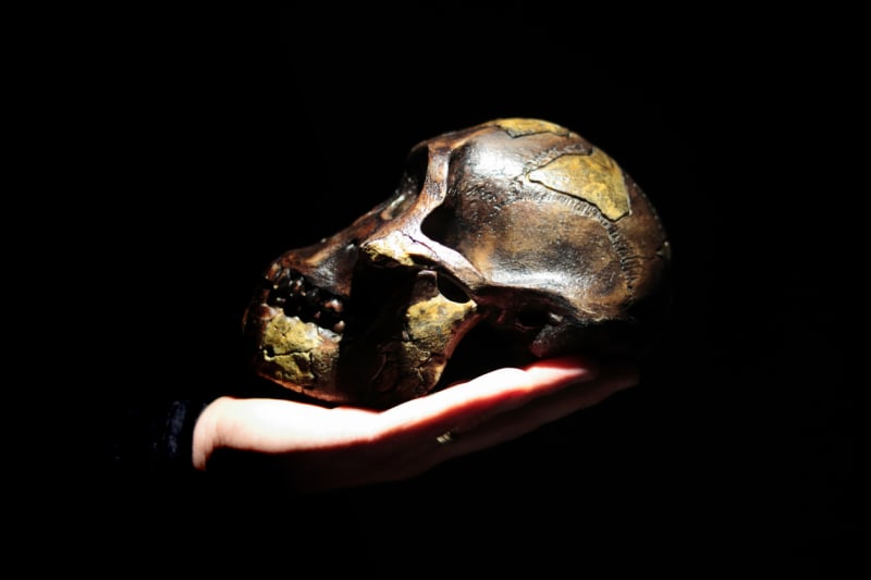 Lebka jednoho z prvních předků člověka 