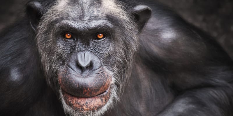 Od šimpanzů nás dělí jen dvouprocentní genetická odchylka
