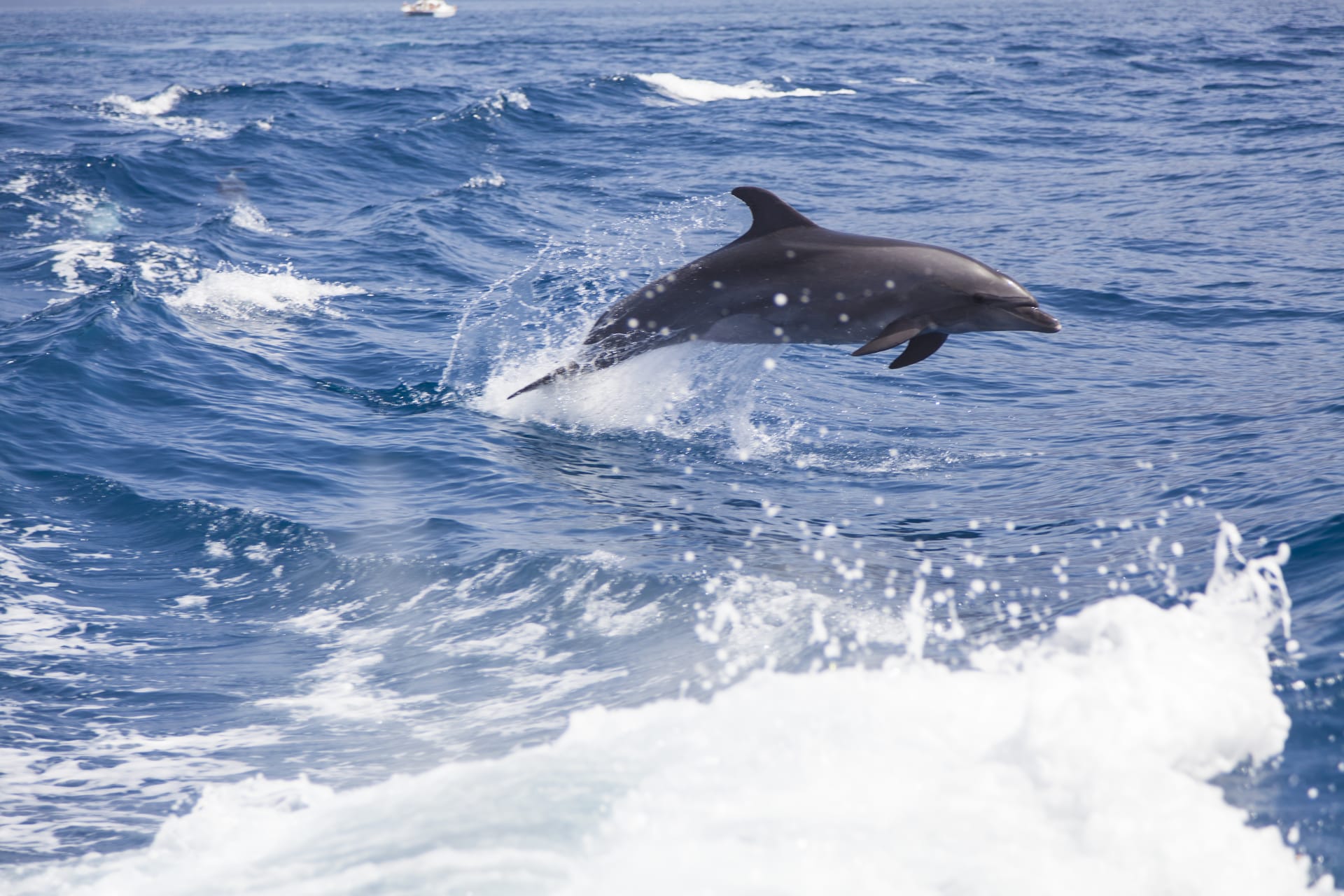 Delfíni se dorozumívají zvuky