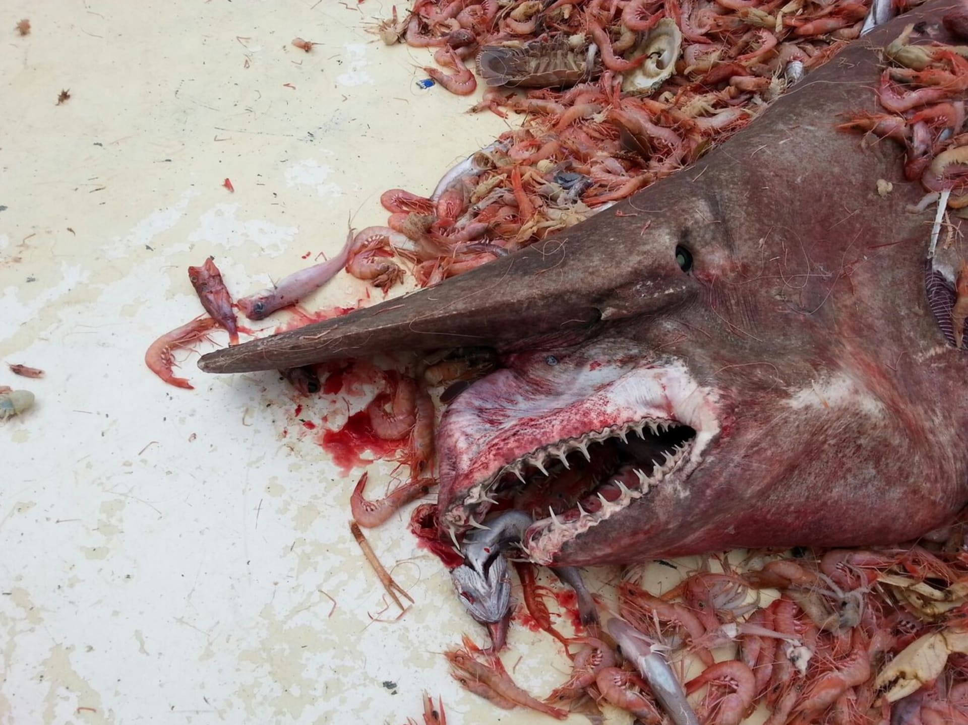 Žralok šotek snadno uvízne v sítích rybářů