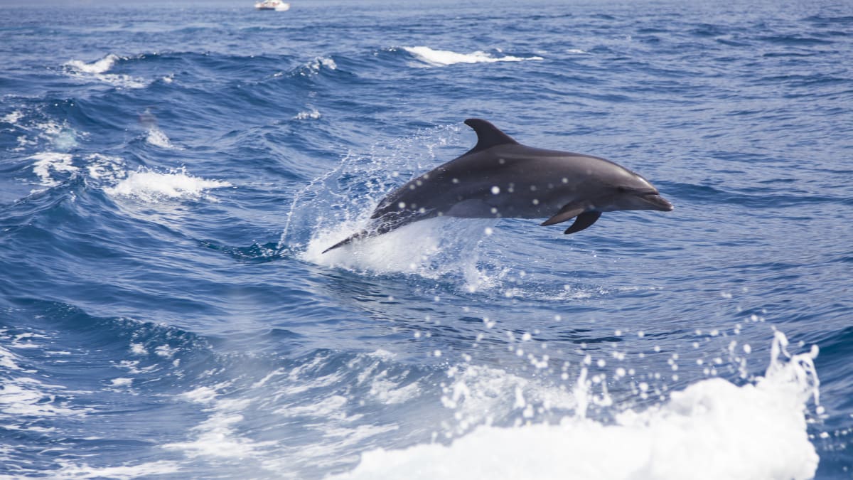Delfíni se dorozumívají zvuky