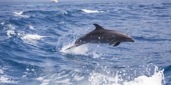 Frustrovaní delfíni na sebe v hlučném prostředí „křičí“, aby se dorozuměli