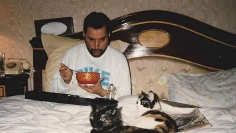 Freddie Mercury: Výjimečný rocker, jehož srdce bilo pro kočky