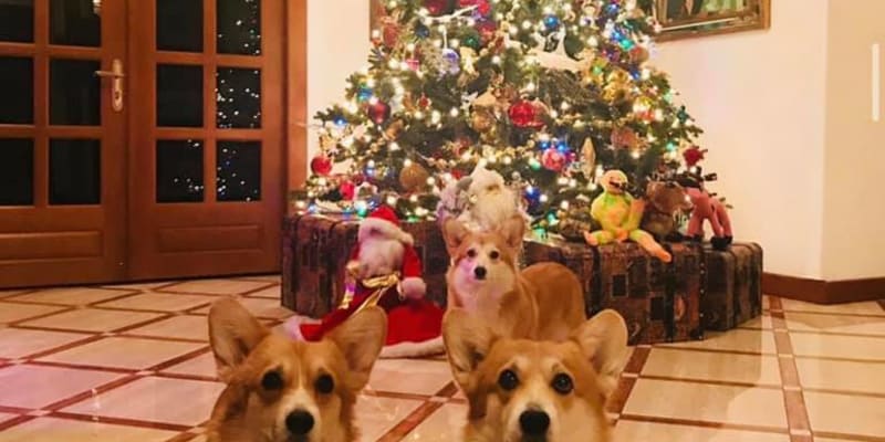 Idylická fotka pejsků Inny Čurikovové před vánočním stromkem
