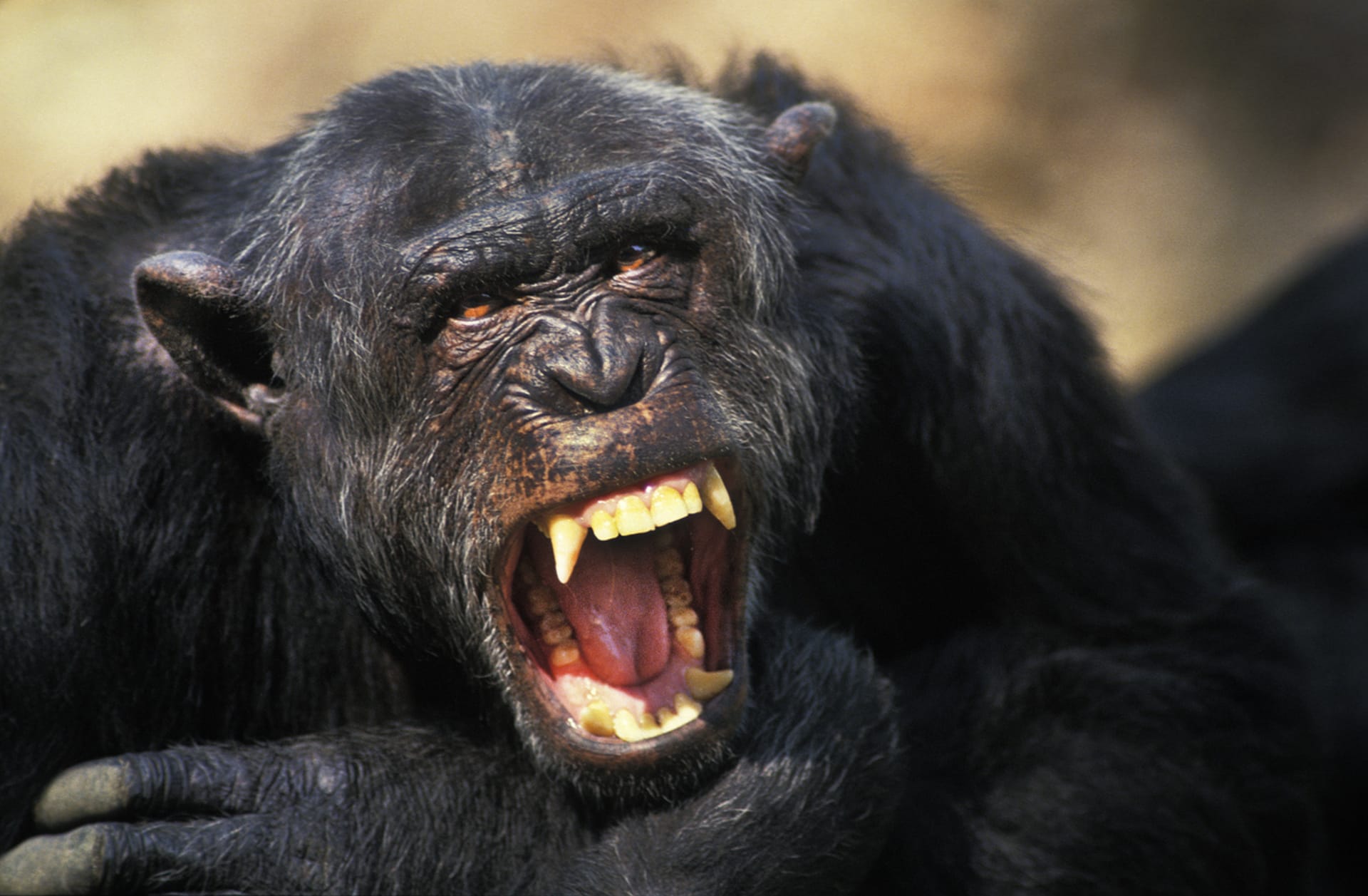 Šimpanzi patří mezi nejnebezpečnější zvířata na planetě