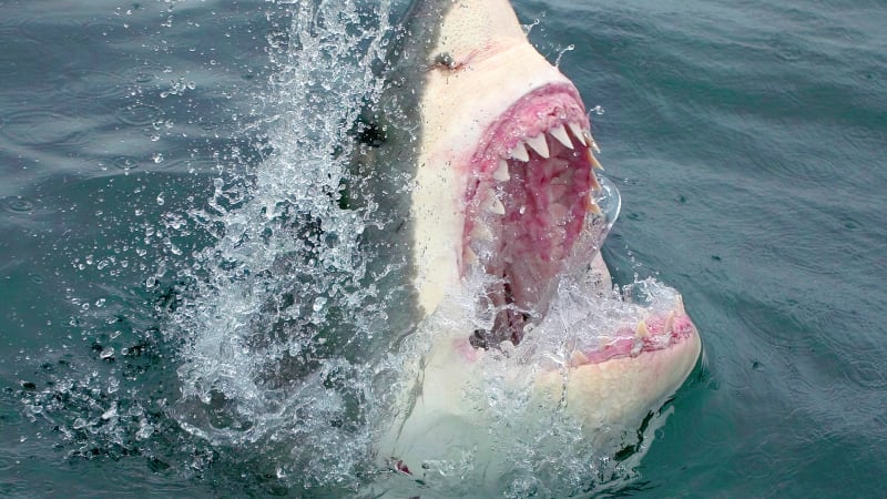 Největší žralok světa váží 20 tun a je velký jako autobus. Je nebezpečný pro člověka?