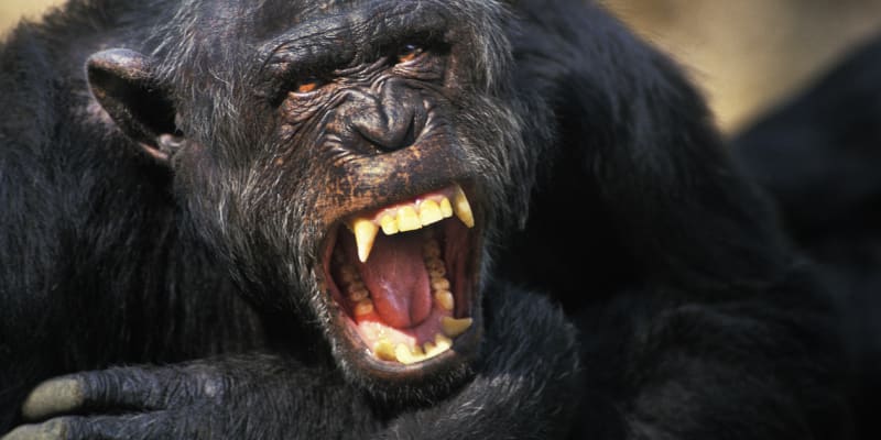 Šimpanzi patří mezi nejnebezpečnější zvířata na planetě