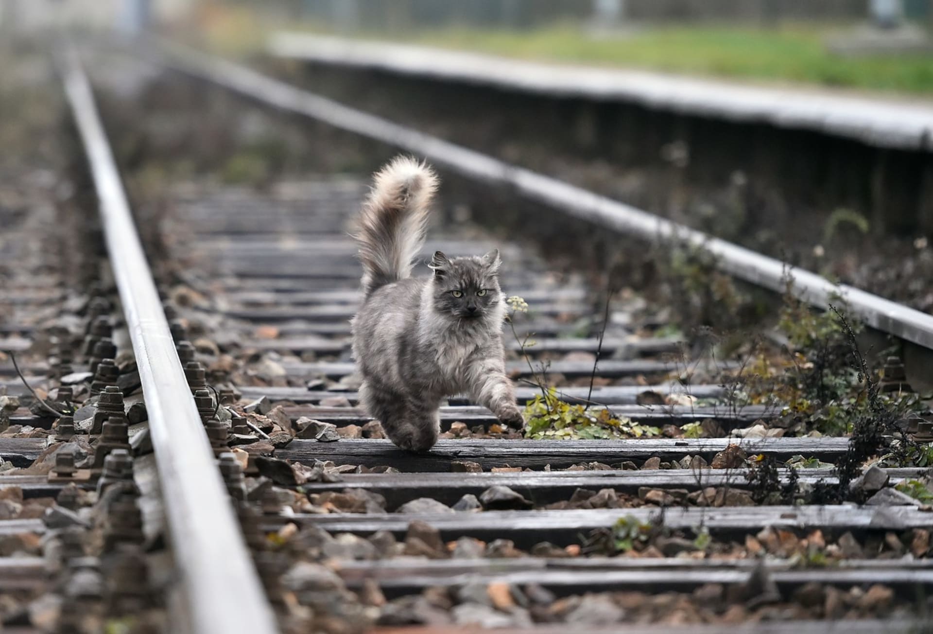 Kočka na kolejích (ilustrační foto)