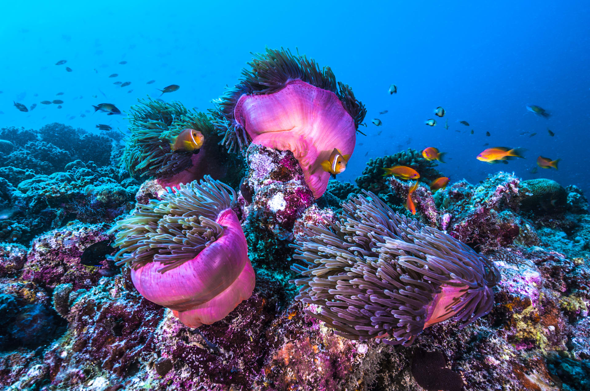 Bohatý podmořský svět na Maledivách.