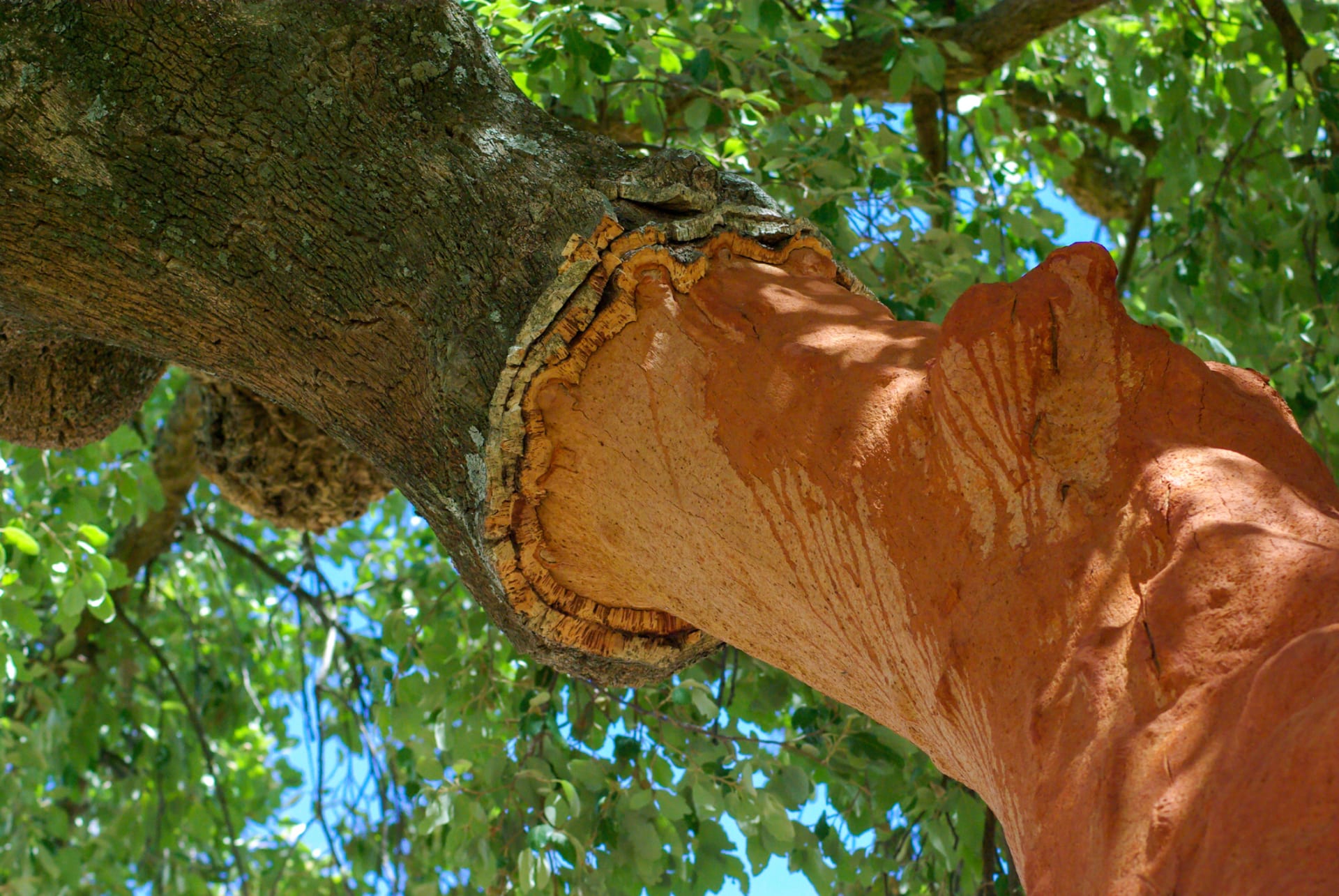 Ořezaný kmen korkového dubu