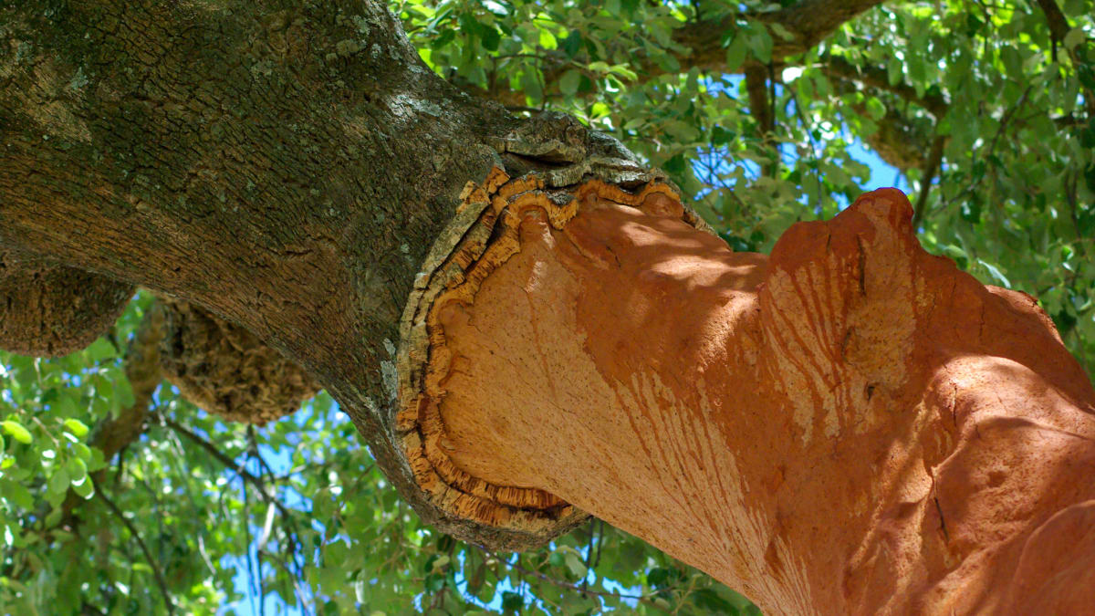 Ořezaný kmen korkového dubu