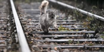 Krvavá scéna na nádraží: Kočka se schovala pod vlakem, pracovníci drah jí odmítli pomoc