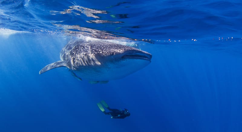 Potápět se zde můžete s největším zástupcem žraloků   žralokem velrybím. 