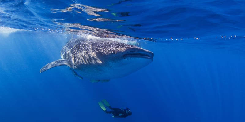 Potápět se zde můžete s největším zástupcem žraloků  žralokem velrybím. 
