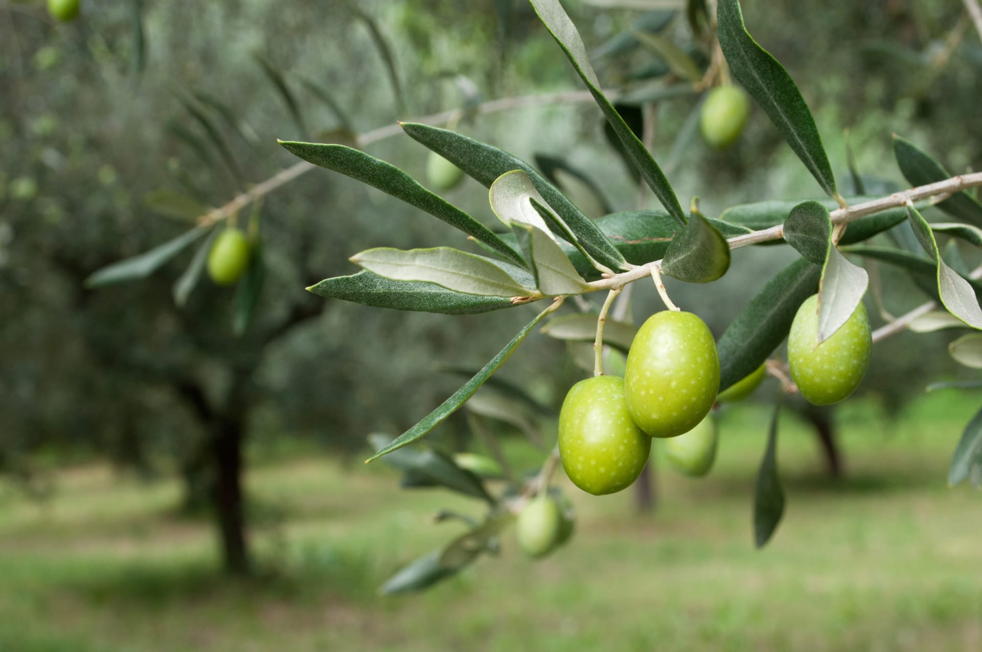 Albánie, Itálie a Portugalsko mají za národní strom olivu