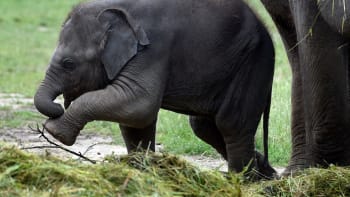 Smutná zpráva z pražské zoo: Zemřelo nejmladší slůně, Amalee podlehla zákeřné nemoci