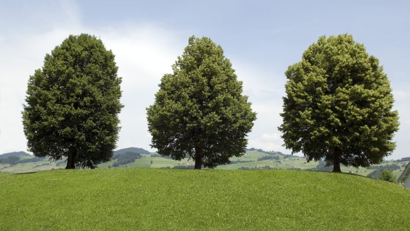 Český národní strom je lípa. Jaké stromy si zvolily ostatní evropské státy?