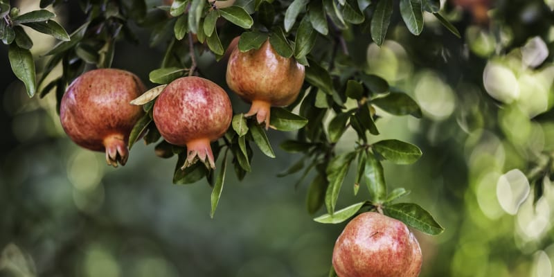 Nrodní strom Španělska je marhaník, známý spíše jako granátové jablko