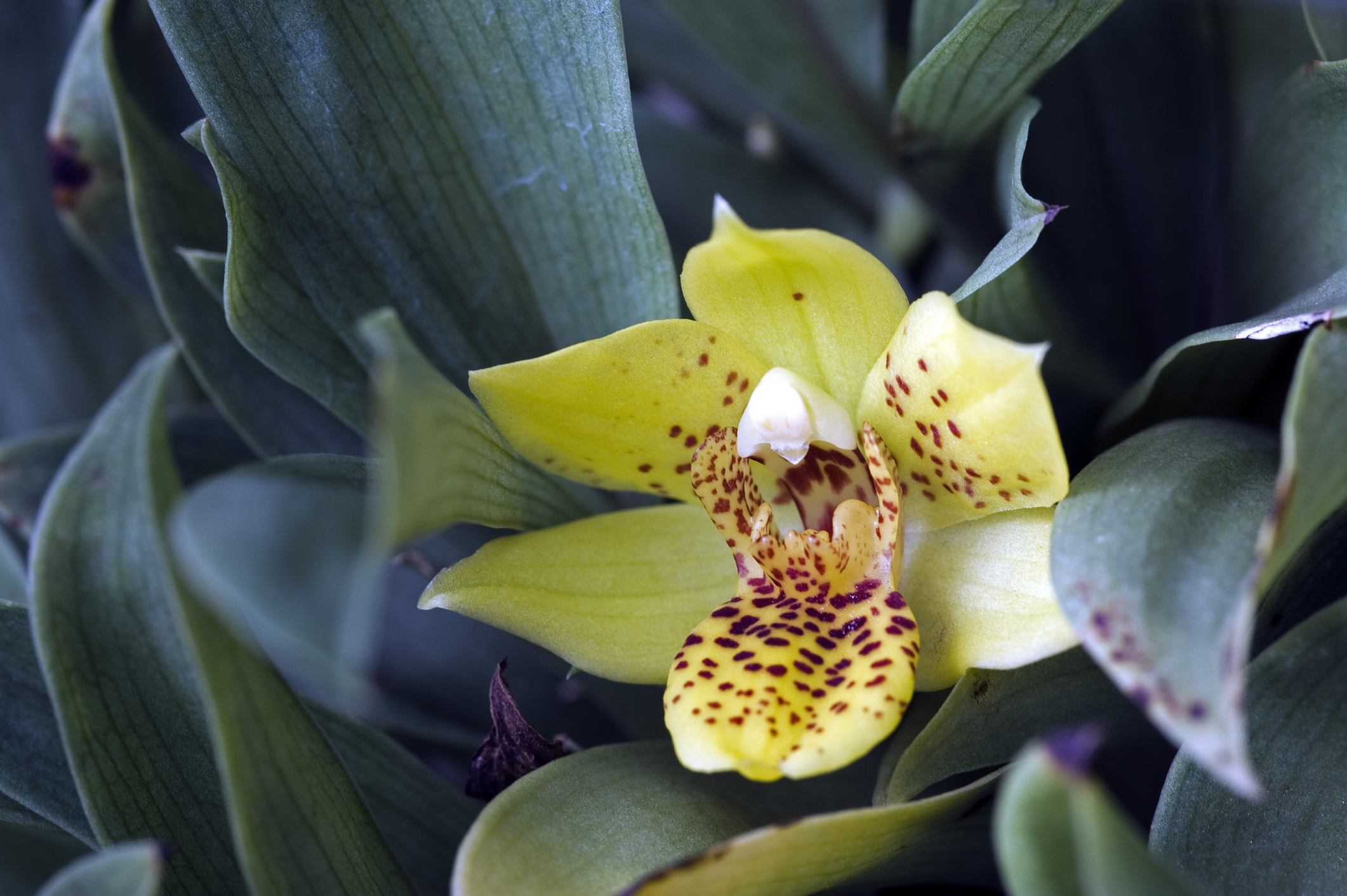 Méně známé orchideje rodu Promenaea potřebují chladné a vlhké prostředí