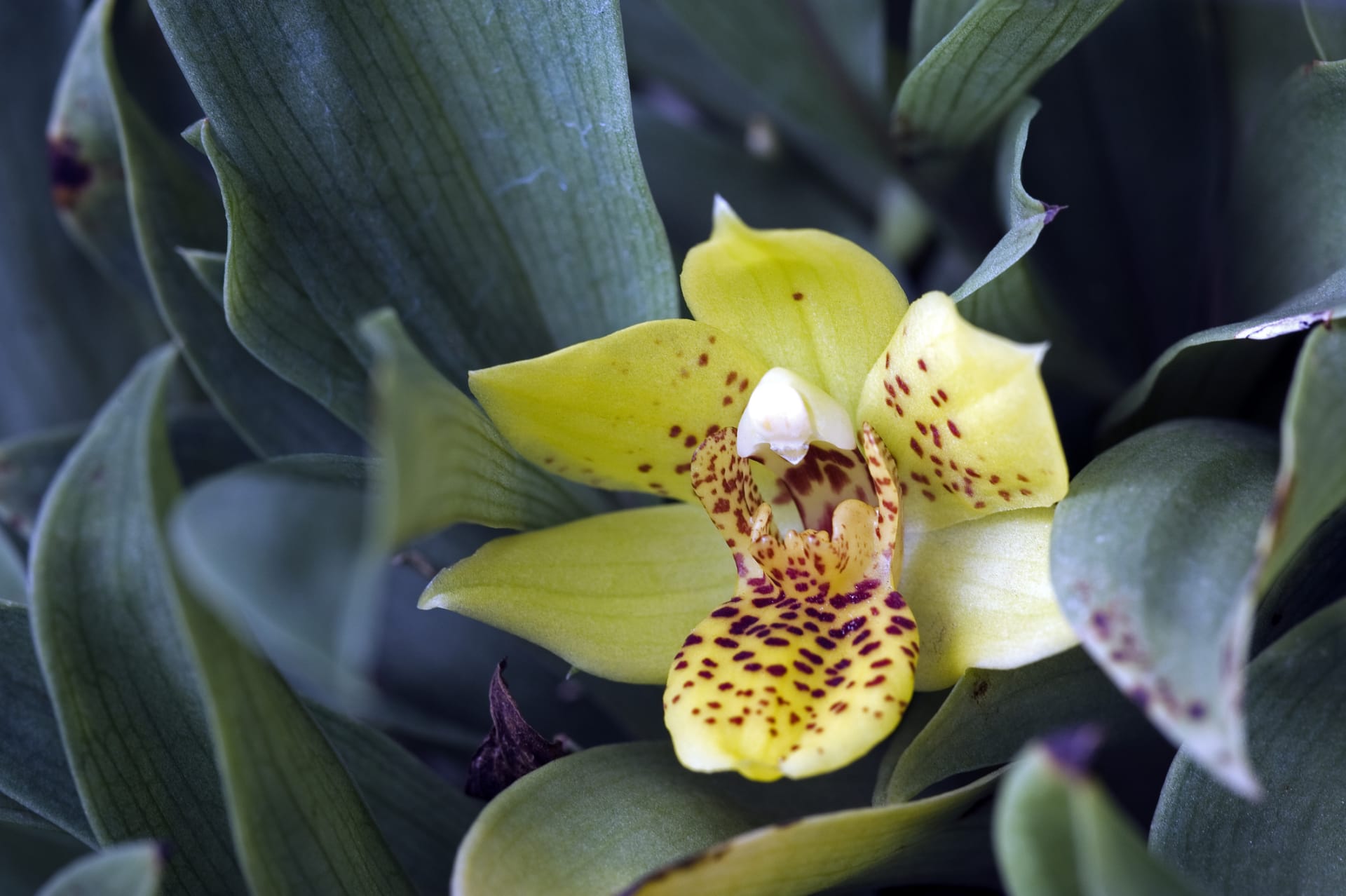 Hybridní orchidej Promenaea colmaniana 