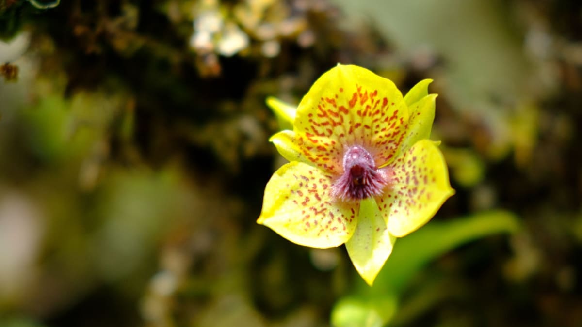 Orchidej Promenaea