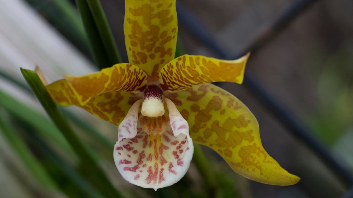 Orchidej Promenaea
