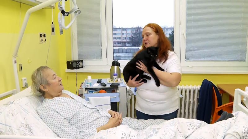 Kocour Yodi pomáhá pacientům ve Vítkovické nemocnici.