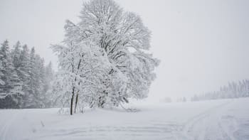 Česko trápí sníh a vítr: Desítky tisíc lidí jsou bez proudu, na dálnici D10 popadaly stromy