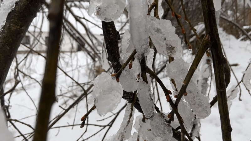 Námraza a sníh odřízly vesnice na Javornicku od elektřiny.