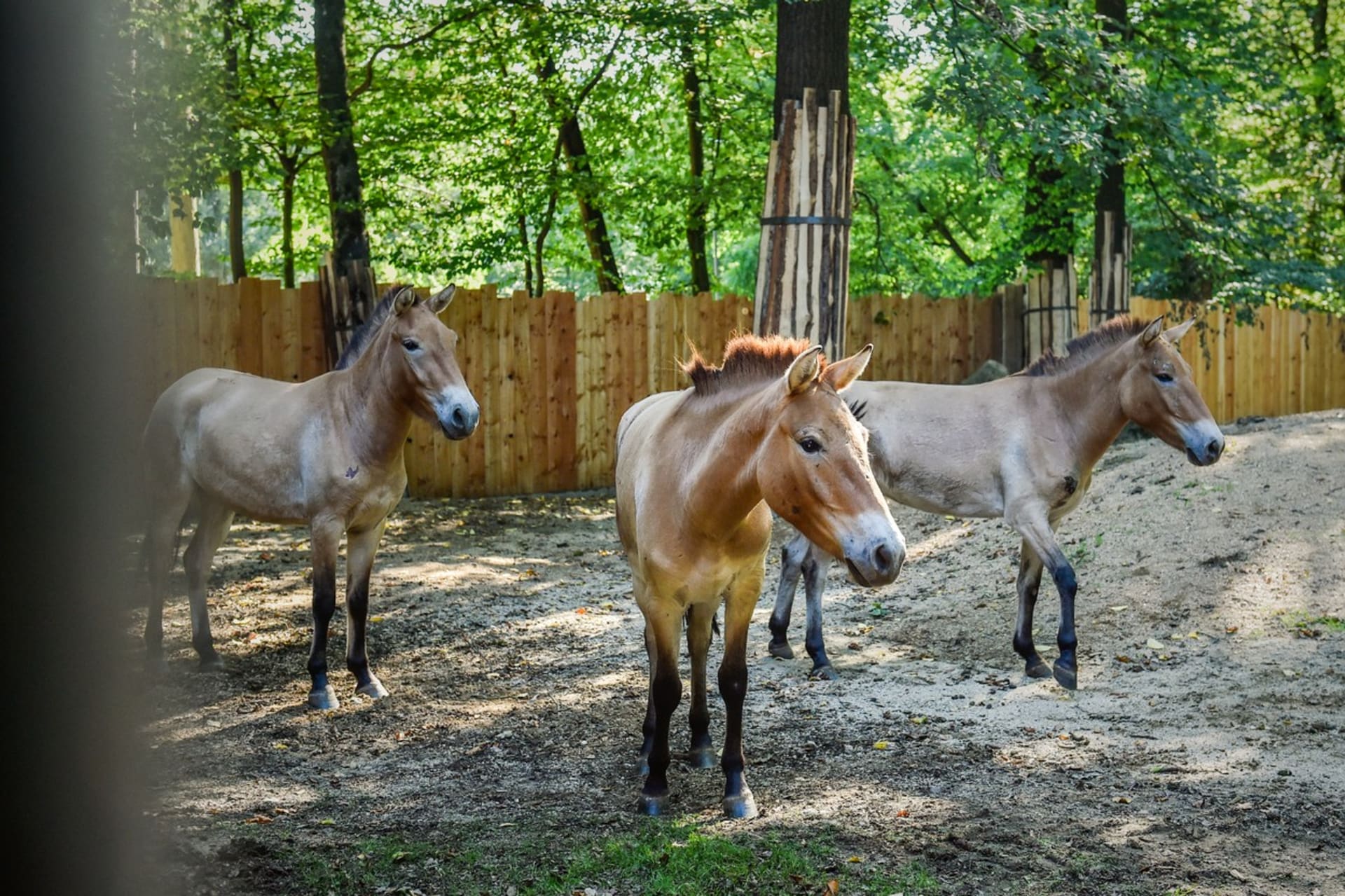 Zoo v Liberci přišla o jedno z hříbat koně Převalského. (Ilustrační foto)