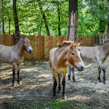 Zoo v Liberci přišla o jedno z hříbat koně Převalského.