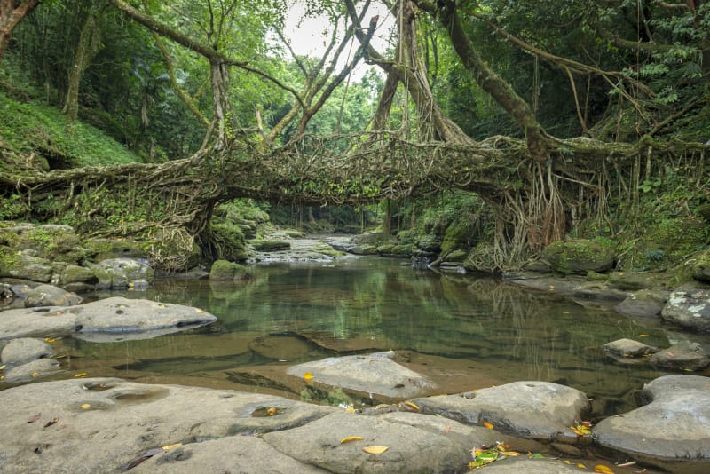 Živý kořenový most ručně vyrobený z leteckých kořenů gumových fíkovníků (Ficus elastica) národů Khasi a Jaintia Meghalaya, Indie  