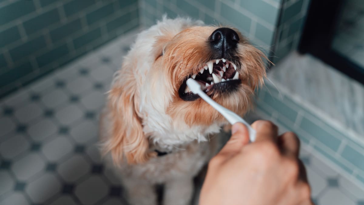 Péče o psí zuby je často podceňovaná.
