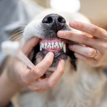 Péče o psí zuby by měla být každodenní