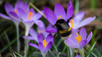 První včely a čmeláky můžete spatřit už v únoru. Probudí je slunce a hledají první potravu