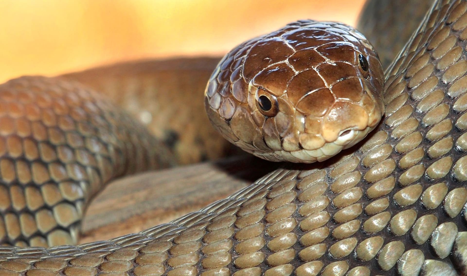 Kobra mosambická je rozšířený had Afriky