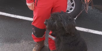 Fenka Terezka zachraňuje životy po zemětřesení v Turecku. Jak přesně psi v sutinách pomáhají?